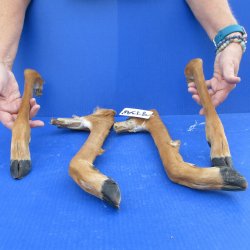 Four Preserved Deer Legs, 13" to 16" 