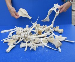 4lb Assorted Bones 