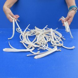 Fifty Piece Deer Rib Bones 9 to 12 inches