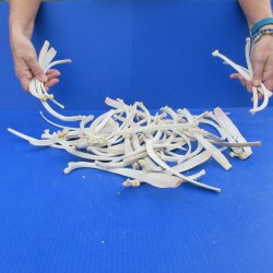 Fifty Piece Deer Rib Bones 9 to 12 inches