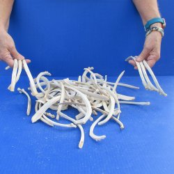 Fifty Piece Deer Rib Bones 9 to 12 inches