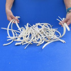 Fifty Piece Deer Rib Bones 9 to 12 inches