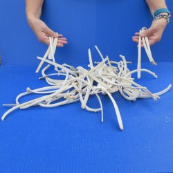 Fifty Piece Deer Rib Bones 9 to 12 inches