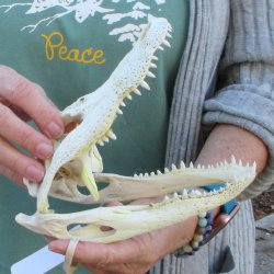 B-Grade Real Florida Alligator Skull, 8 inches