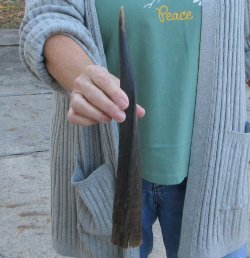 B-Grade 14 inch Nyala Horn 