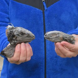 Two Preserved Iguana Heads - 3-1/2"