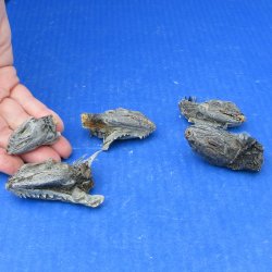 Five Preserved Iguana Heads,1-1/2 to 2-1/4" 