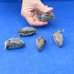 Five Preserved Iguana Heads,2 to 2-1/2" 