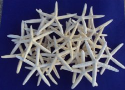 Wholesale case lot of white finger starfish 6 to 8 inches - 350 pcs @ $.53 each