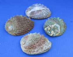 Wholesale Pink Abalone Shells in cellophane wrap, Haliotis Corrugata,  4"-5" - 6 pcs @ $3.75 each;  24 pcs @ $3.35 each 