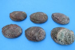 4 to 4-1/2 inches Green Abalone Shells (6 pcs, 24 pcs)