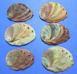 4 to 4-3/4 inches Red Abalone Shells (3 pcs, 12 pcs)