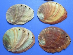 5 inches Red Abalone Shells - (2 pcs 6 pcs)