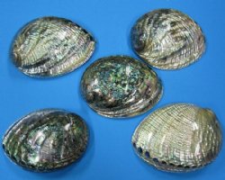 Wholesale Polished Green Abalone Shells 5-1/2"-6-1/4" - 2 @ $16.50 each