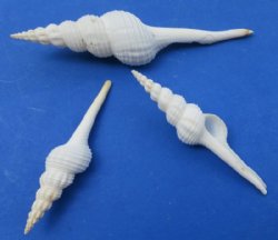 Wholesale White Spindle Snail Seashells, 5 to 6 inches - 25  @ $0.75 each; 100  @ .65 each