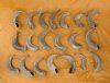 Bulk Sheep Horns, Ram Horns