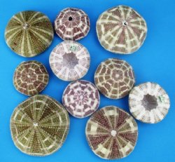 Wholesale Alfonso Sea Urchins 2-1/2 inches to 4 inches (assorted sizes) - 10 pcs @ $.65 each