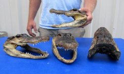 Two 9 inch Alligator heads 