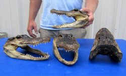 Two Alligator heads 6-3/4 to 7-3/4 inch