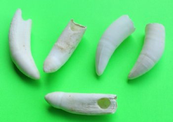 Alligator Teeth, Alligator Tooth