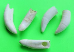 Alligator Teeth, Alligator Tooth