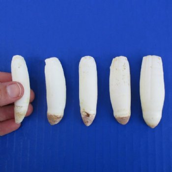 Alligator Teeth