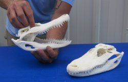 Florida Alligator Skull 7 and 8 inch