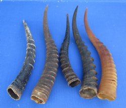 Female Blesbok horns 11 to 15 inch (2 pc, 10 pc)