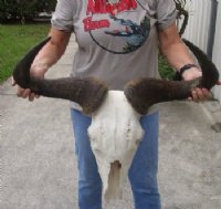 Discounted Wildebeest Skull & Skull Plate
