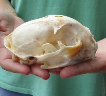 Discounted Bobcat Skulls