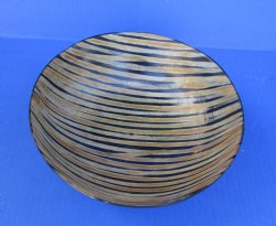 Wholesale Round Stripped Buffalo horn bowl 8" inches - 2 pcs @ $16.75 each; 6 pcs @ $15.00 each