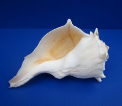 Left-handed Lighting Whelk shells 9 inches - (2 pcs, 6 pcs)