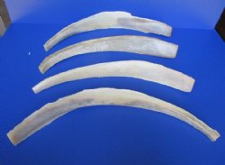 Wholesale Water Buffalo Rib Bones 16 to 23 inches - <font color=red>*CLOSEOUT* </font> 2 pcs @ $5.50 each; 12 pcs @ $4.95 each
