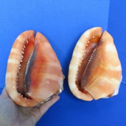 Cameo Shell, Bullmouth Helmets - Hand Picked