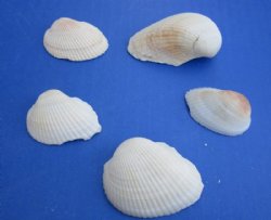 Wholesale Cardium E...