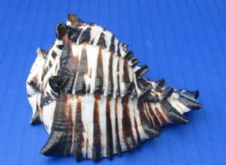 Wholesale cut Black...