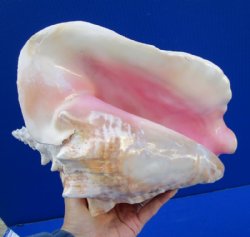 Pink Conch Shells Hand Picked