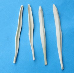 Wholesale coyote penis bones, coyote baculum 2-1/2 inches to 3 inches - 5 pcs @ $3.50 each; 20 pcs @ $3.15 each