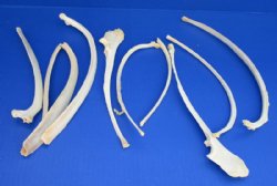 Wholesale Real Wild Boar Rib Bones and Wild Hog Rib Bones 6 to 12 inch - 50 pcs @ $.60 each