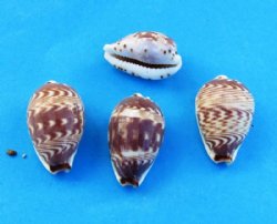 3/4 to 1-1/4 inch day-break cowry shells wholesale - 100 pcs @ .08 each; 800 pcs @ $.07 each