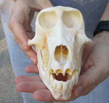 Discount Skulls (No Horns)