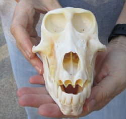 Discount Skulls (No Horns)