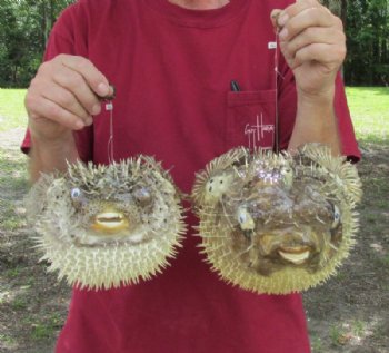 Dried Porcupine, Puffer Blowfish,