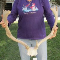 Discounted Fallow Skull & Skull Plate