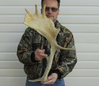 Fallow Deer, Elk Antlers