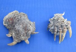 North American Snapper Turtle Feet 1-3/4" to 3-3/4" (10 pc)
