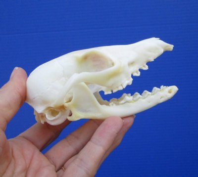 Discounted Fox Skulls