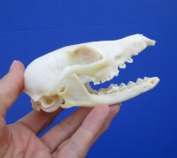 Discounted Fox Skulls