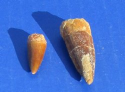 1 to 1-3/4 inch Fos...