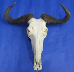 Animal Skulls Wholesale